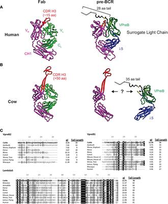 Evolution of surrogate light chain in tetrapods and the relationship between lengths of CDR H3 and VpreB tails